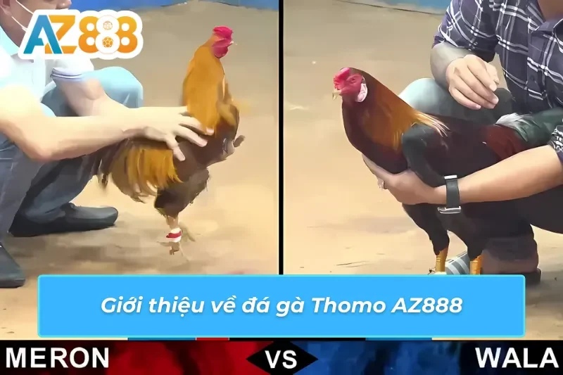Đá Gà Thomo AZ888: Lựa Chọn Tiềm Năng Cho Dành Mọi Cược Thủ 2 Đá gà Thomo AZ888 và những thông tin nổi bật